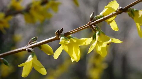 Forsythia Flowers 写真素材