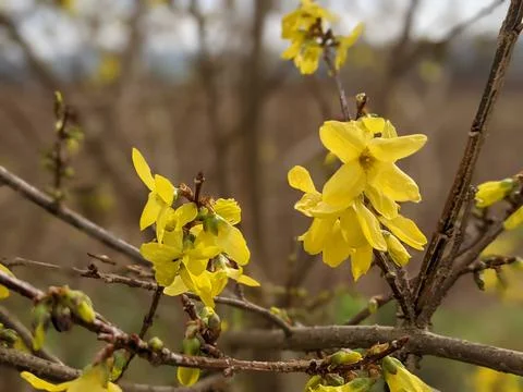 Forsythia Flowers 库存照片