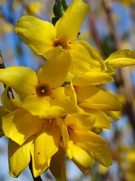 Forsythia flowers Stock Photos