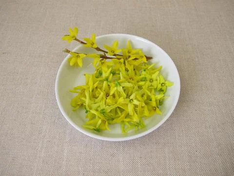 Forsythia flowers Stock Photos
