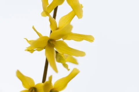 Forsythia flowers springtime Stock Photos