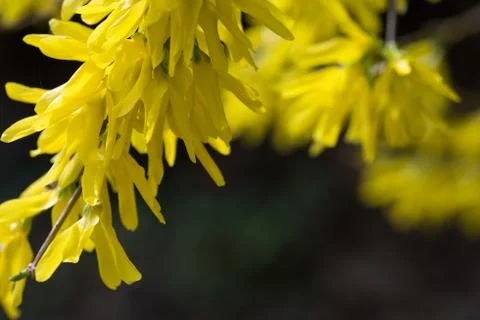 Forsythia flowers springtime Stock Photos