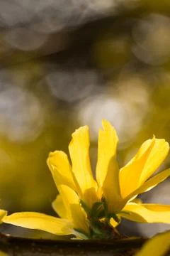 Forsythia flowers springtime Stock Photos