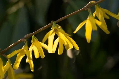 Forsythia flowers springtime Stock Photos