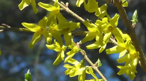 Forsythia Stock Footage 10909401