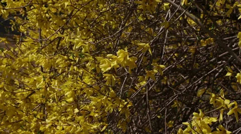 Forsythia Stock Footage 22770359