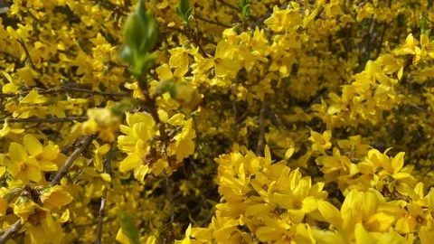 Forsythia Stock Footage 173099715