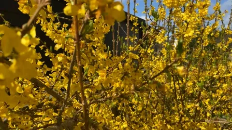 Forsythia Stock Footage 176337861