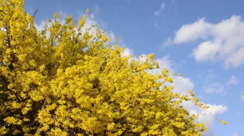 Forsythia (Forsythia x intermedia) Stock Footage 13977752