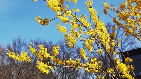 Forsythia in the garden Stock Footage 96189957