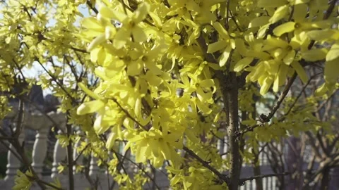 Forsythia intermedia, or border forsythia, is an ornamental deciduous shrub o Stock Footage 153170611