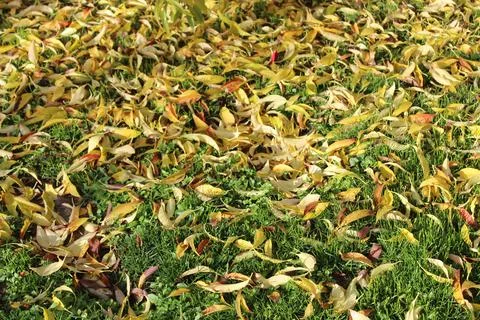 Forsythia leaves Stock Photos