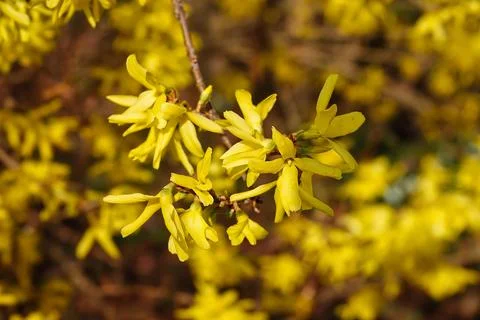 Forsythia Oleaceae Stock Photos