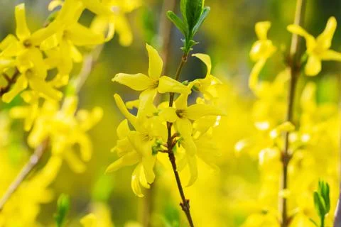 Forsythia petals close up Stock Photos