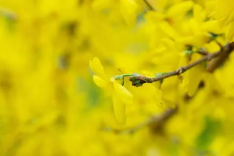 Forsythia petals close up Stock Photos