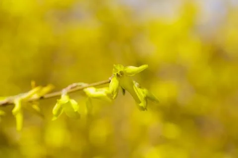 Forsythia petals close up Stock Photos