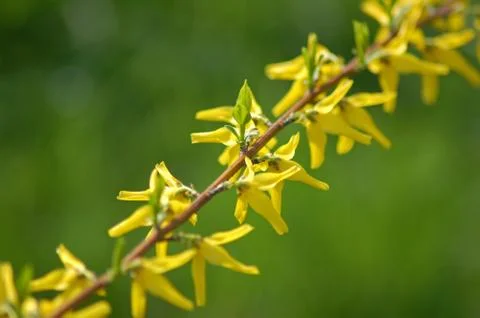 Forsythia Stock-Fotos