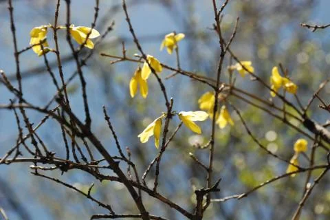 Forsythia Stock Photos