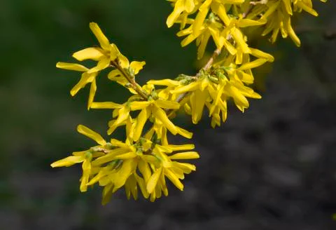 Forsythia Foto stock