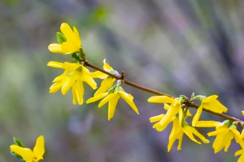 Forsythia Stock Photos