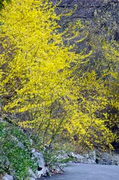 Forsythia Stock Photos