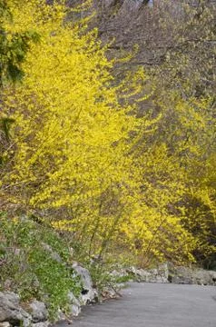 Forsythia Foto stock