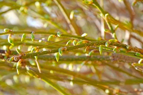 Forsythia Stock Photos