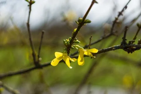 Forsythia Stock Photos