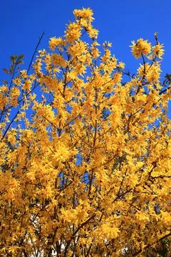 Forsythia Фото