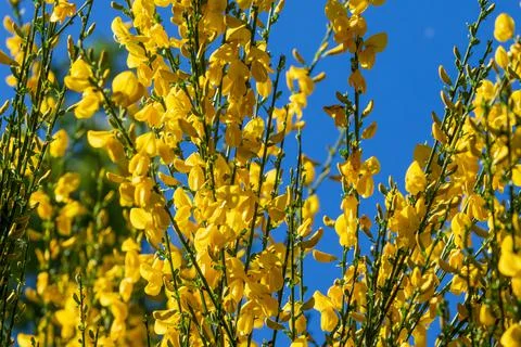 Forsythia Stock Photos