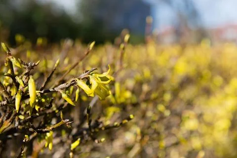 Forsythia Stock Photos