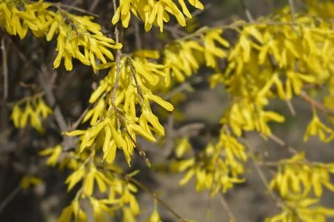 Forsythia Foto stock