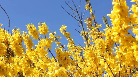 Forsythia shrub with yellow flowers in spring - wind, blue sky, sunny - loop Stock Footage 152950952