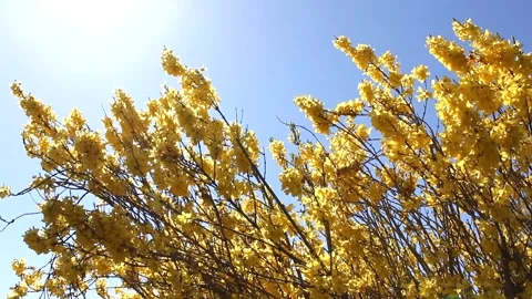 Forsythia shrub with yellow flowers in spring - wind, blue sky, sunny - loop Stock Footage 152964036