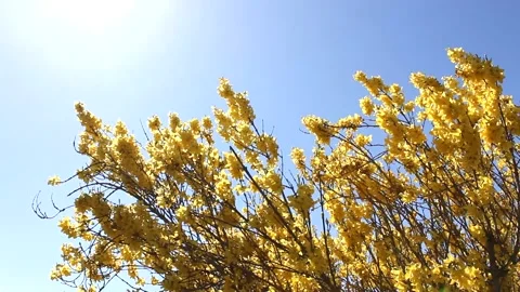 Forsythia shrub with yellow flowers in spring - wind, blue sky, sunny - loop Stock Footage 152964053