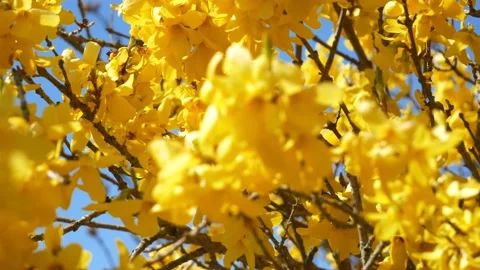 Forsythia shrub with yellow flowers in spring - wind, blue sky, sunny - loop Stock Footage 153195822