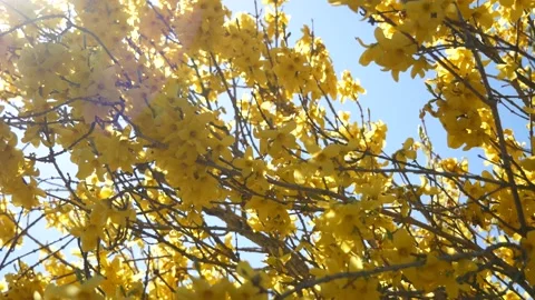 Forsythia shrub with yellow flowers in spring - wind, flashing sunlight - loop Stock Footage 153250552