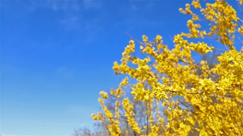 Forsythia slide right Stock Footage 36840343