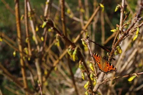 Forsythia in the spring with a butterfly Stock Photos