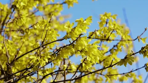 Forsythia Spring Flowers Vídeo Stock 105901764