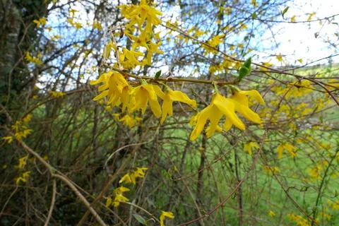 Forsythia in Springtime. Stock Photos