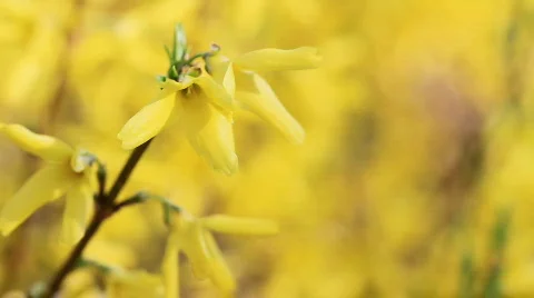 Forsythia in the sun 動画素材 687843