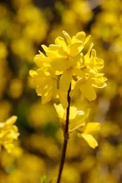 Forsythia suspensa Stock Photos