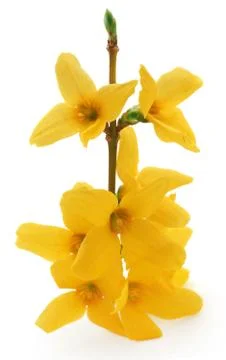 Forsythia suspensa Stock Photos
