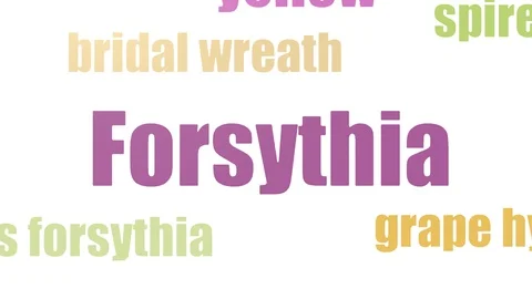 Forsythia Tagcloud Animated On White Background Stock Footage 103664349
