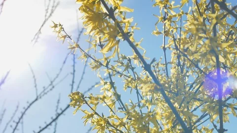 Forsythia Tree Flowers In Spring Time. Sunny Stock Footage 74678910