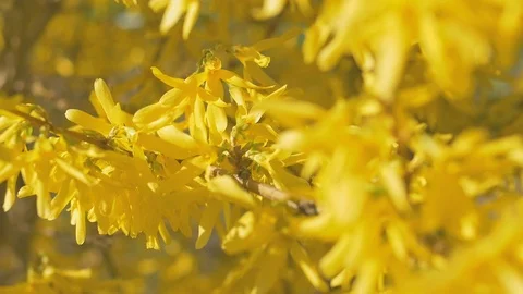 Forsythia Tree Flowers In Spring Time. Sunny Stock Footage 74679703