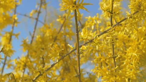 Forsythia Tree Flowers In Spring Time. Sunny Stock Footage 74679893
