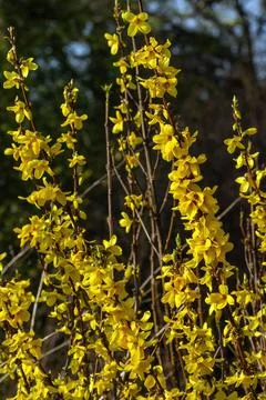 Forsythia x intermedia 'Week End'  (Courtalyn) Stock Photos