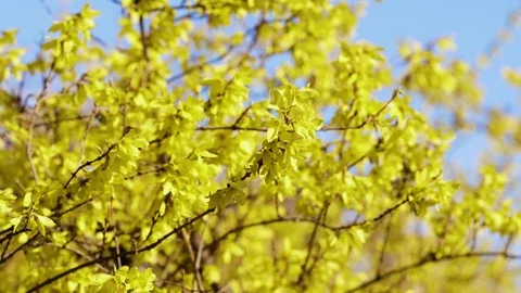 Forsythia Yellow Flower Vídeo Stock 105902566